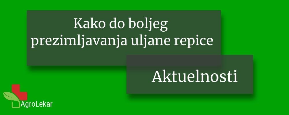 Read more about the article KAKO DO BOLJEG PREZIMLJAVANJA ULJANE REPICE