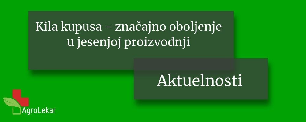 You are currently viewing KILA KUPUSA – ZNAČAJNO OBOLJENJE U JESENJOJ PROIZVODNJI