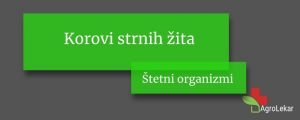 Read more about the article Korovi strnih žita – suzbijanje