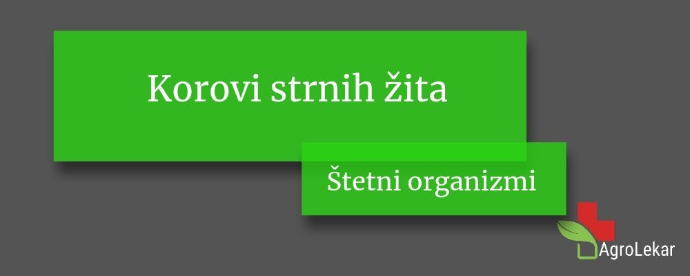Read more about the article Korovi strnih žita – suzbijanje