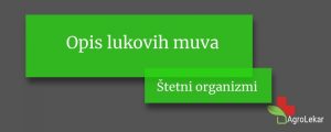 Read more about the article Opis lukovih muva