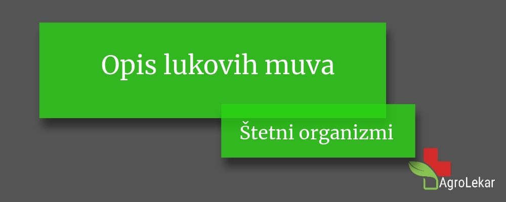 You are currently viewing Opis lukovih muva