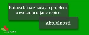 Read more about the article RUTAVA BUBA ZNAČAJAN PROBLEM U CVETANJU ULJANE REPICE