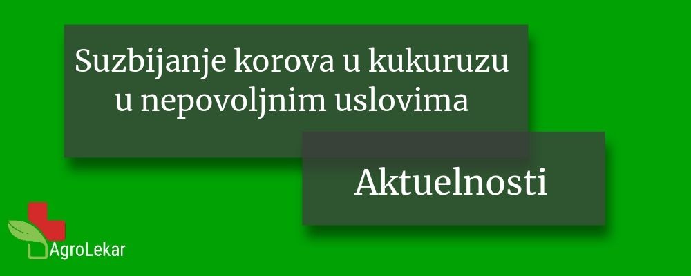 Read more about the article SUZBIJANJE KOROVA U KUKURUZU U NEPOVOLJNIM USLOVIMA
