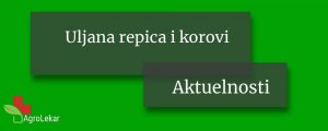 Read more about the article ULJANA REPICA I KOROVI