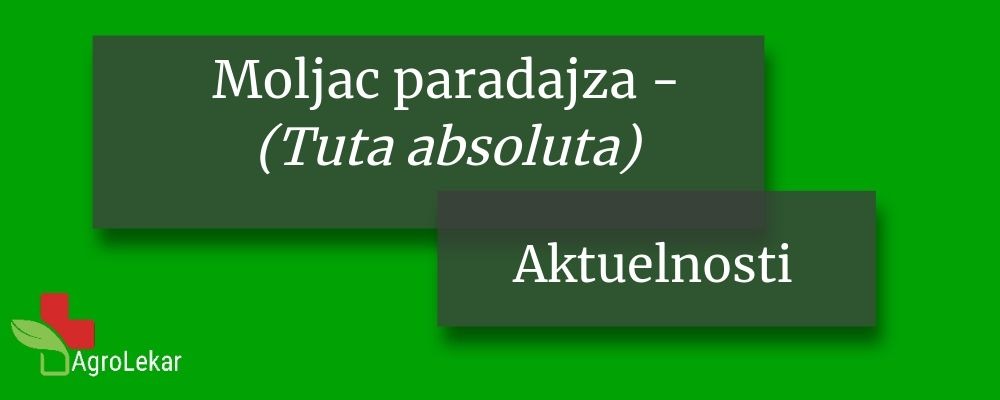 You are currently viewing OPASNA ŠTETOČINA PARADAJZA – Moljac paradajza (Tuta absoluta)