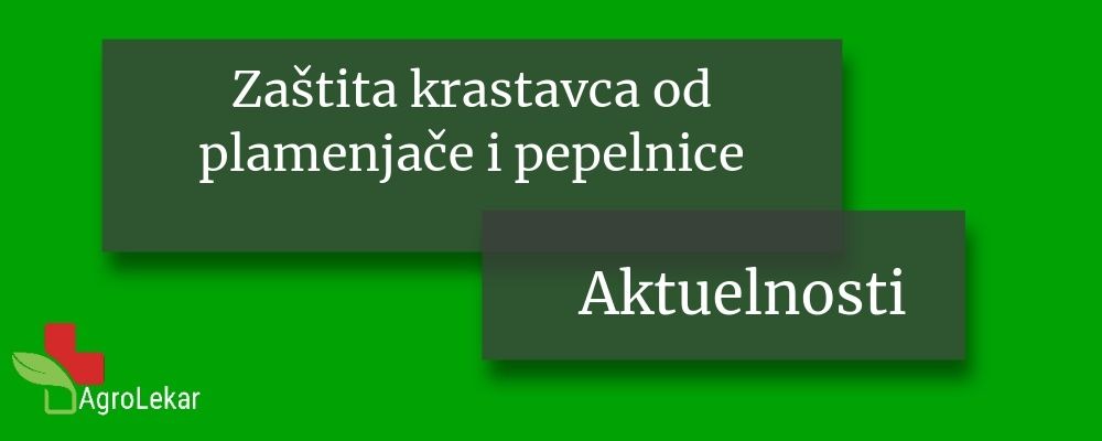 Read more about the article ZAŠTITA KRASTAVCA OD PLAMENJAČE I PEPELNICE