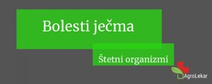 Read more about the article Bolesti ječma