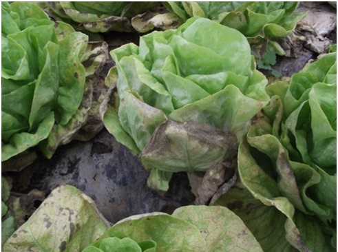 Salata zahvaćena plamenjačom - plamenjača salate