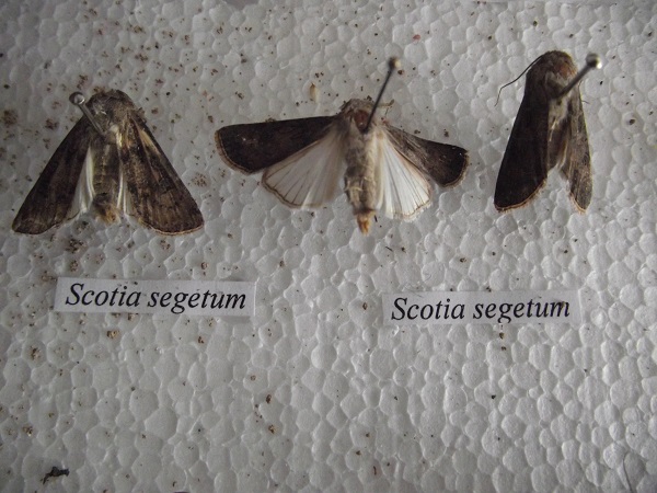 Agrotis segetum - Ozima sovica