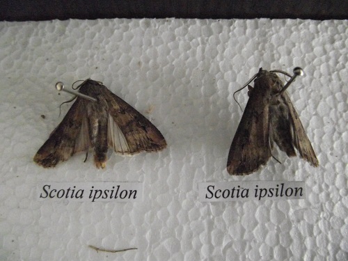 Agrotis ipsilon - Sovica ipsilon