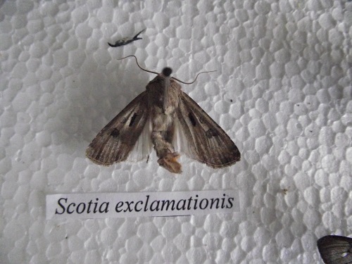 Agrotis exclamationis - Usklična sovica