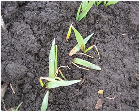 Siva pegavost ječma (Rhynchosporium secalis) bolesti ječma