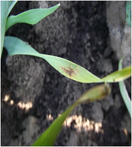 Mrežasta pegavost (Pyrenophora / Helminthosporium teres) - bolesti ječma