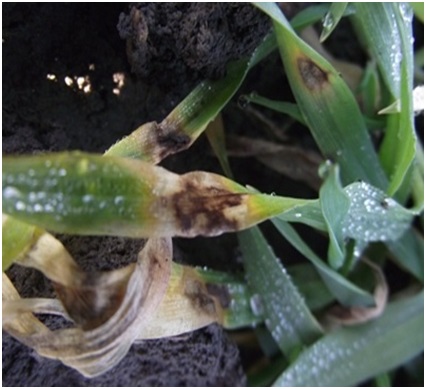 Mrežasta pegavost (Pyrenophora / Helminthosporium teres) primer2 - bolesti ječma