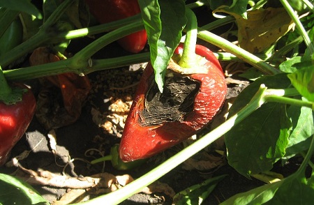 RAZVOJ Alternaria spp - saprofita na pegama od sunca ili na pegama od nedostatka kalcijuma