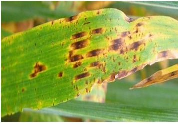 NOVA PEGAVOST NA JEČMU - Ramularia collo cygni - bolesti ječma