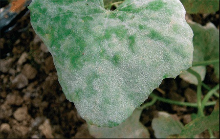 Pepelnica krastavca
