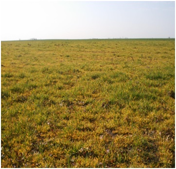 Simptomi virusa na ječmu