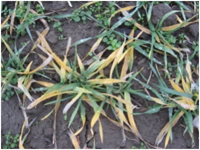 Simptomi abiotičke prirode - zahtev za đubrenjem