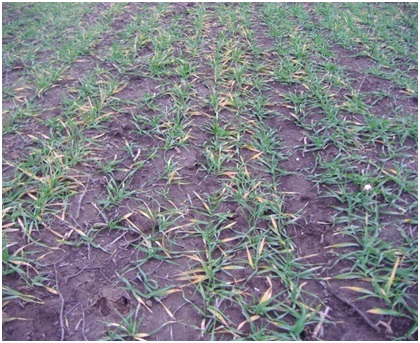 Simptomi na ječmu - abiotičke prirode - nisu bolesti