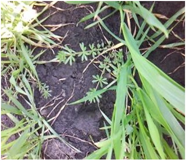 Galium - prilepača treba suzbijati - Korovi strnih žita