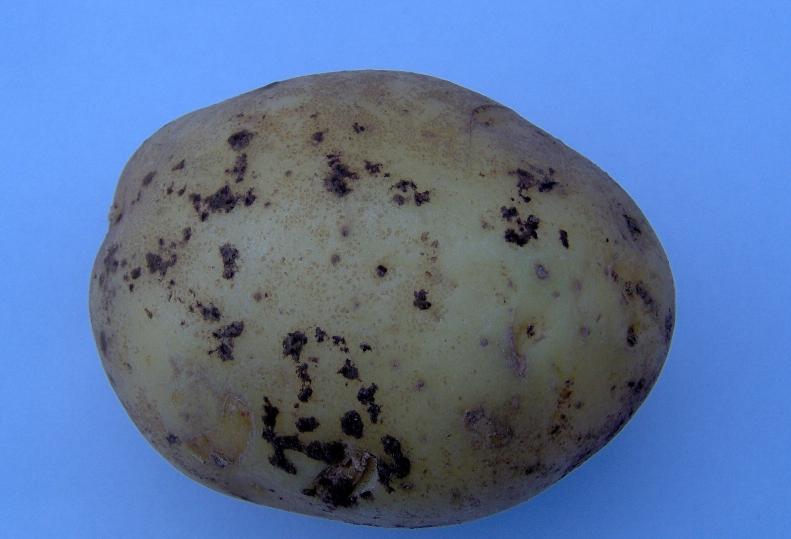 Crna krastavost ili Bela noga krompira
