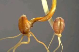 Fusarium spp - prenosi se semenom