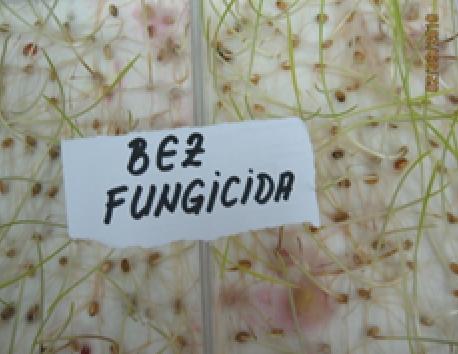 Fusarium na semenu pšenice