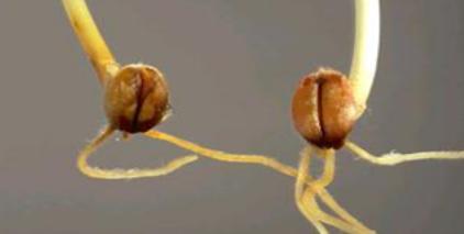 Cochliobolus sativus - prenosi se semenom