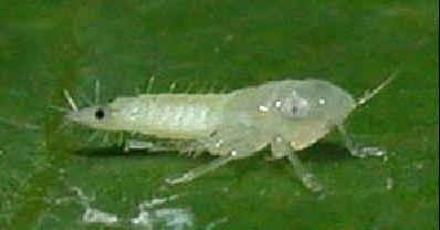 LARVA CIKADE