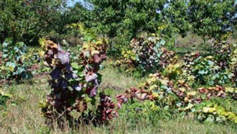 ZARAŽEN NAPUŠTEN VINOGRAD -ZAŠTITA VINOGRADA NAKON BERBE