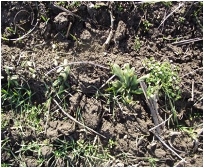 Veronica spp - zimske efemere - Korovi strnih žita