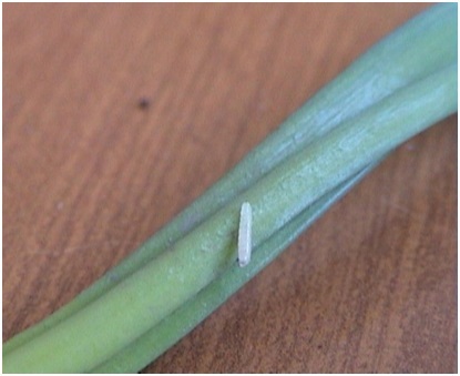 Napomyza gymnostoma - Minirajuća muva luka