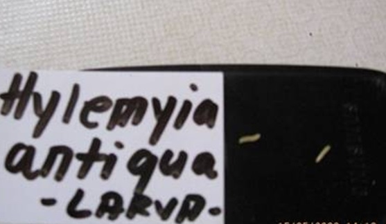 Hylemia antiqua - Lukova muva