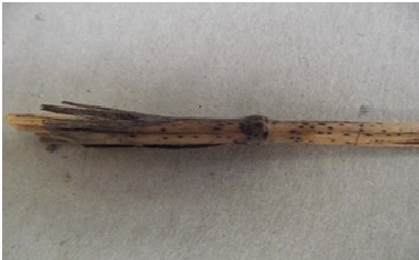 Septoria tritici na biljnim ostacima pšenice