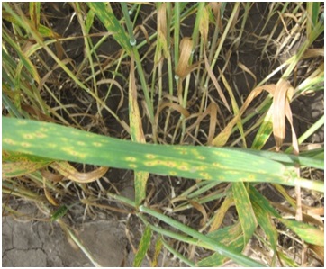 Još jedna pegavost- Septoria tritici – repentis