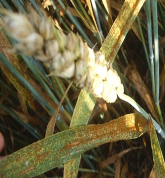 Lisna rđa Puccinia triticina