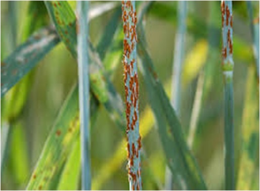 Stabljičina rđa - Puccinia graminis f.sp. tritici
