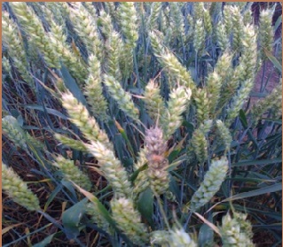 Fuzarium spp na klasu u polju