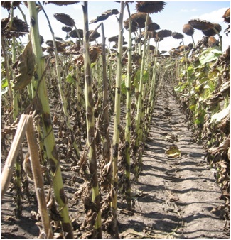 Bolest suncokreta - crna pegavost suncokreta (Phoma macdonaldi)