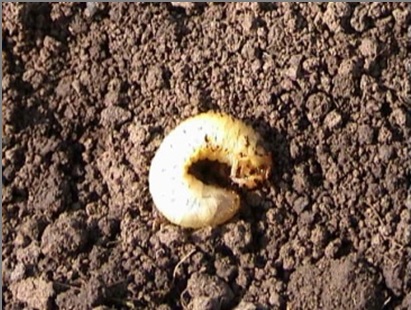 GRČICE (Scarabaeidae)