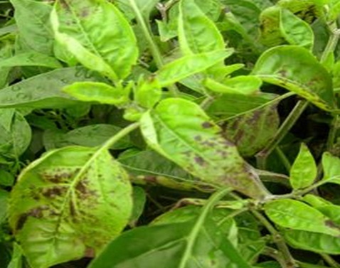 Simptomi virusa na paprici - virus bronzavosti lista