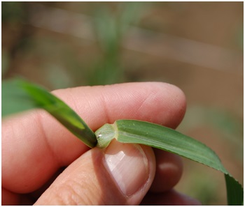 Mali muhar - Setaria spp.