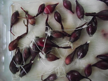 Arpadžik zaražen patogenima Fusarium spp.