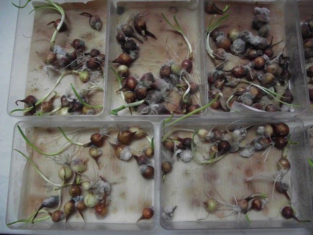 Botrytis spp na arpadžiku