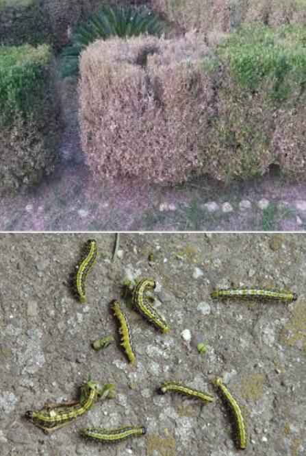 ŠIMŠIROV PLAMENAC (Cydalima perspectalis)