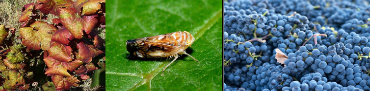 ZAŠTITA VINOGRADA NAKON BERBE