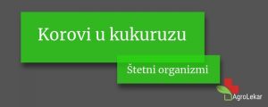 Read more about the article Korovi u kukuruzu