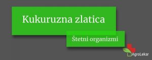 Read more about the article Kukuruzna zlatica